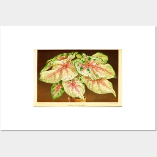 Caladium 'White Queen' - Botanical Illustration Posters and Art